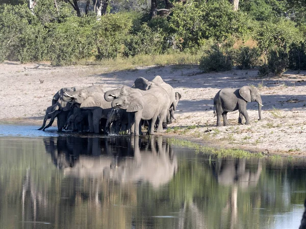 A herd of African elephants at Lake Horseshoe in Bwabwata, Namibia