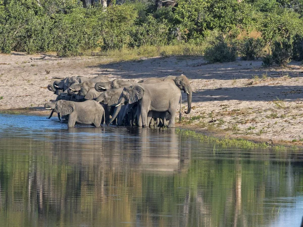 Eine Herde Afrikanischer Elefanten Hufeisensee Bwabwata Namibia — Stockfoto