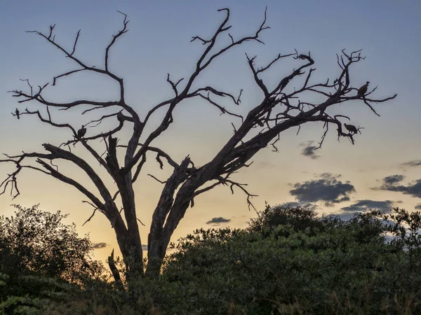 Abutre Costas Brancas Gyps Africanus Sentado Noite Uma Árvore Seca — Fotografia de Stock