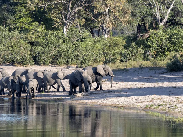 Eine Herde Afrikanischer Elefanten Hufeisensee Bwabwata Namibia — Stockfoto