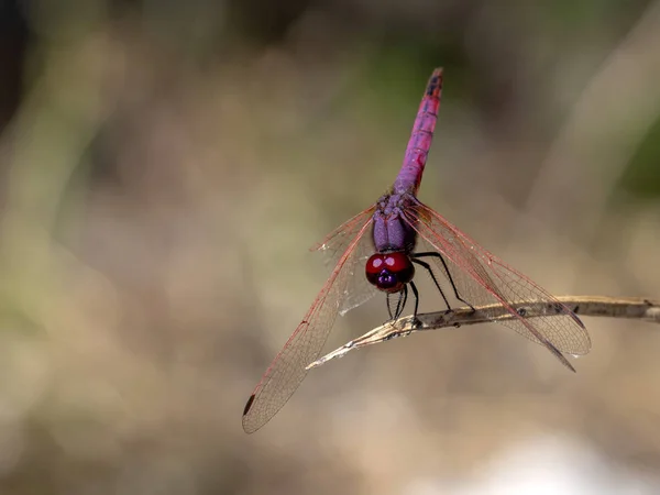 Beautiful Transparent Dragonfly Branch Namibia — Stock Photo, Image