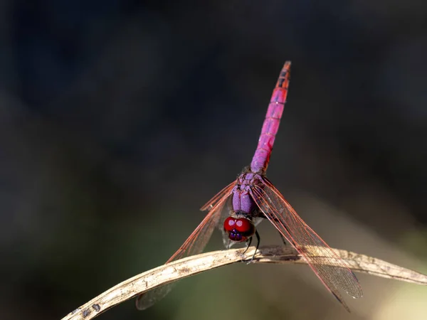 Schöne Transparente Libelle Auf Einem Ast Namibia — Stockfoto