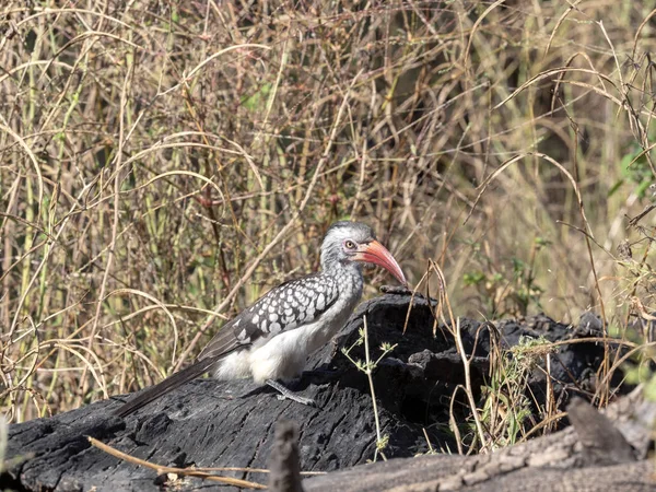 Red Billed Hornbill Tockus Erythrorhynchus Letar Efter Mat Bwabwata Namibia — Stockfoto