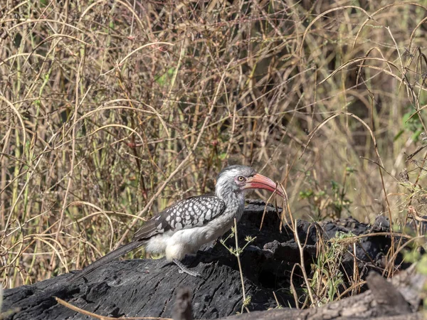 Red Billed Hornbill Tockus Erythrorhynchus Letar Efter Mat Bwabwata Namibia — Stockfoto