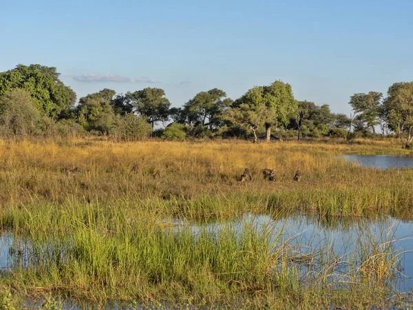 Göl Çevresinde Rezervasyon Bwabwata Namibia Manzara — Stok fotoğraf