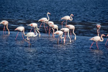 Pembe Flamingo, Phoenicopterus ruber çevresi, Walvis bay, Namibya