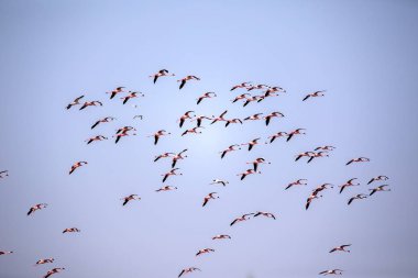 Pembe Flamingo, Phoenicopterus ruber çevresi, Walvis bay, Namibya