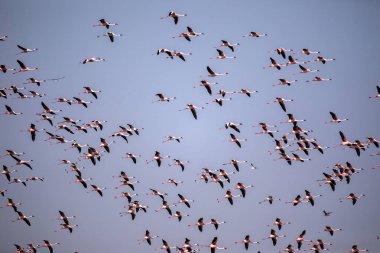 Sürü uçan daha az Flamingo, Phoeniconaias küçük, Walvis bay, Namibya