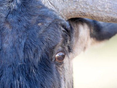 Beyaz araba Wildebeest, Botsvana gözlerine yansıyan