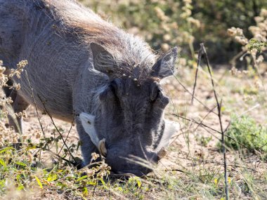 Erkek çöl Warthog, Phacochoerus aethiopicus, Botsvana