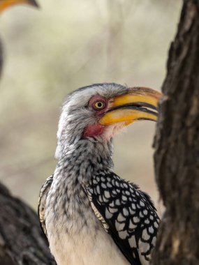 Sarı gagalı kartallar, Tockus flavirostris, Botswana portresi