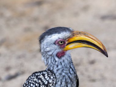 Sarı gagalı kartallar, Tockus flavirostris, Botswana portresi