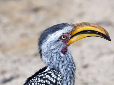 Sarı gagalı kartallar, Tockus flavirostris, Botswana portresi