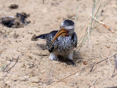 Sarı gagalı kartallar, Tockus flavirostris, yemek, Botsvana