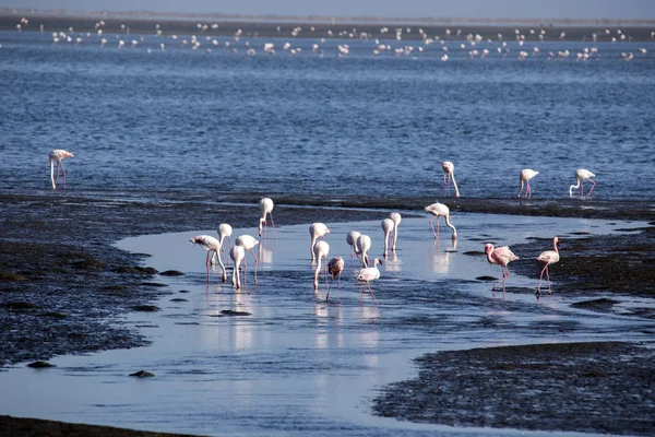 Rosy Flamingo Phoenicopterus Ruber Roseus Walvis Bay Namíbia — Fotografia de Stock