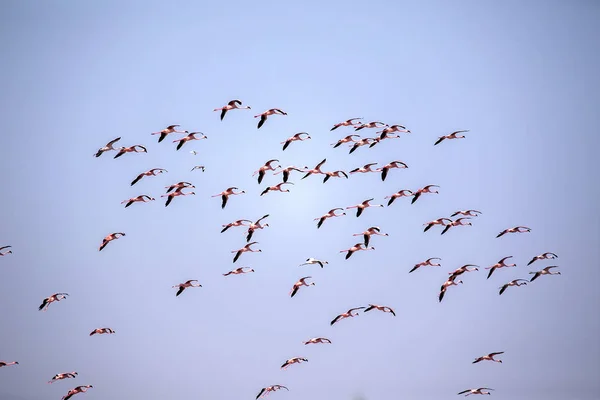 纳米比亚沃尔维斯湾湾 Phoenicopterus 鲁伯尔长春红火烈鸟 — 图库照片