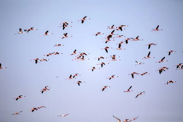 纳米比亚沃尔维斯湾湾 Phoenicopterus 鲁伯尔长春红火烈鸟 — 图库照片