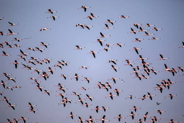 Sürü Uçan Daha Flamingo Phoeniconaias Küçük Walvis Bay Namibya — Stok fotoğraf