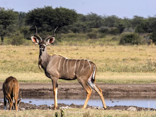 Homme Adulte Grand Kudu Tragelaphus Strepsiceros Botswana — Photo