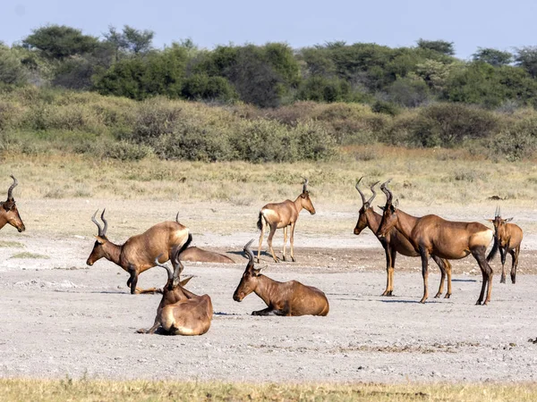 Hartebeest Rouge Alcelaphus Buselaphus Caama Botaswana — Photo