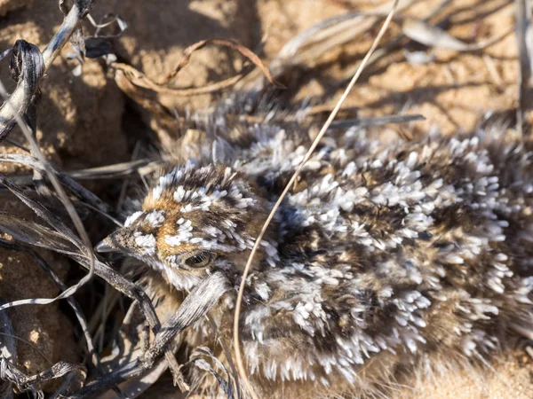 Kuşun genç adam yere, Botswana crouches