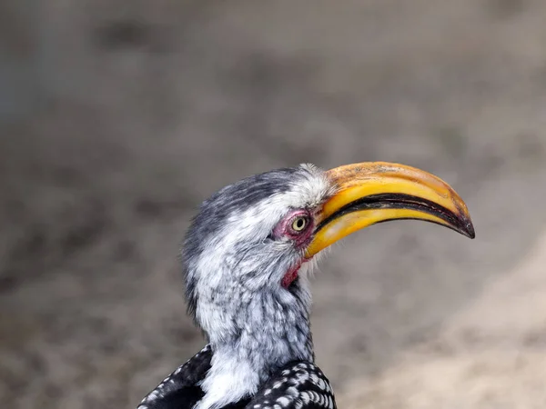 Portret Van Yellow Billed Neushoornvogel Tockus Flavirostris Botswana — Stockfoto