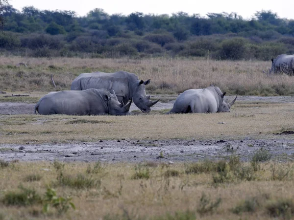 Южный Белый Носорог Ceratotherium Simum Simum Водяной Дыре Ботсвана — стоковое фото