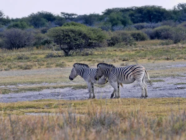 Δύο Πεδιάδες Της Zebra Equus Κουάγκα Μποτσουάνα — Φωτογραφία Αρχείου