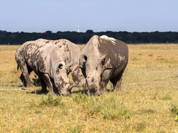 Southern White Rhinoceros Ceratotherium Simum Simum Botswana Pasture — Stock Photo, Image