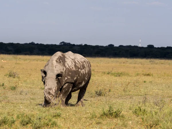 Southern White Rhinoceros Ceratotherium Simum Simum Mud Cover Botswana — Stock Photo, Image