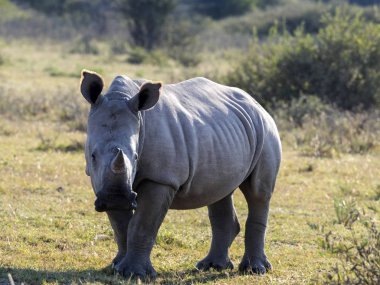 Güney beyaz gergedan, Botswana mera üzerinde Ceratotherium simum simum