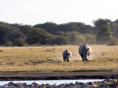 Güney beyaz gergedan, Ceratotherium simum simum, Botswana'da su birikintisinin olacak Bebek ile kadın