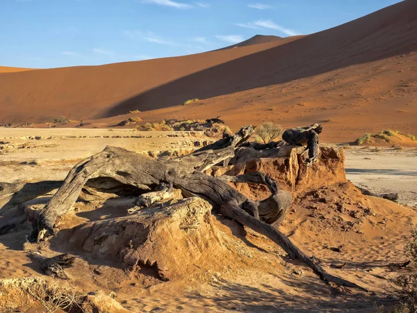 Dode Bomen Deadvlei Namibië — Stockfoto