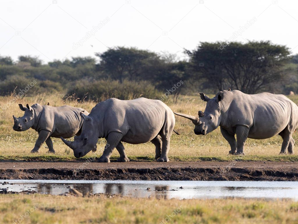 Southern White rhinoceros, Ceratotherium simum simum, at waterhole Botswana