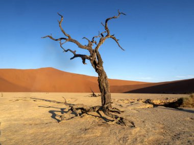 Ölü ağaçlar, Deadvlei, Namibia