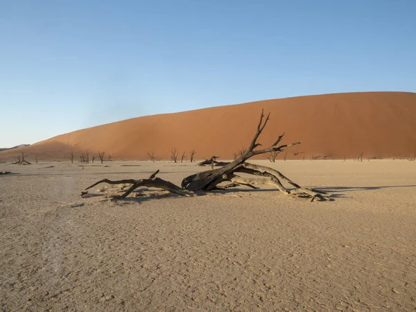 Arbres Morts Deadvlei Namibie — Photo