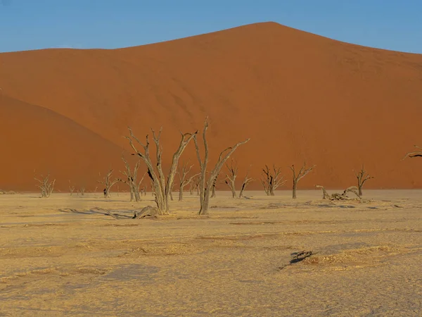 Dead Trees Deadvlei Namibia — Stock Photo, Image