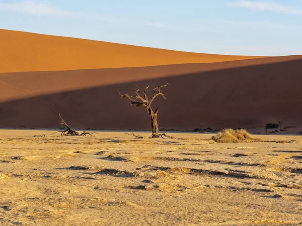 Deadvlei ナミビアの枯れ木 — ストック写真