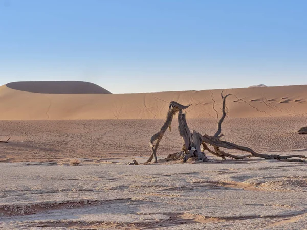 Arbres Morts Deadvlei Namibie — Photo