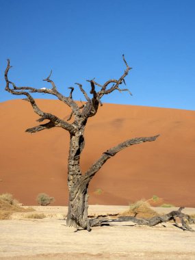 Ölü ağaçlar, Deadvlei, Namibia