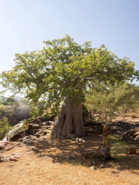 Güzel Epupa: Kunene nehir, Namibia üzerinde düşüyor