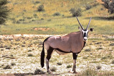 Gemsbok, Oryx gazella gazela, Kalahari Güney Afrika