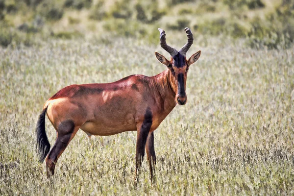Red Hartebeest Alcelaphus Buselaphus Caama Kalahari África Sul — Fotografia de Stock