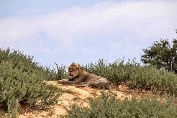 Leoa Inclinada Panthera Leo Kalahari África Sul — Fotografia de Stock