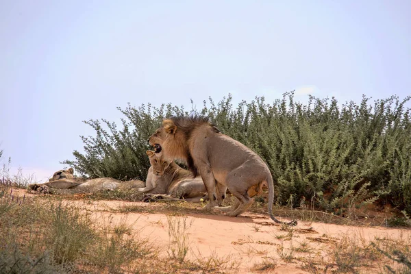 Семья Львиц Panthera Leo Калахари Южная Африка — стоковое фото