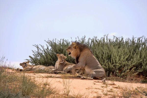 Famille Lionne Panthera Leo Kalahari Afrique Sud — Photo