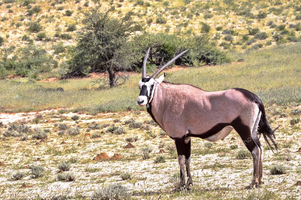 Группа Gemsbok, Oryx gazella gahaba, Калахари Южная Африка.