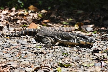 Kafa İzleyicisi, Varanus Rosenberg, Doğu Avustralya
