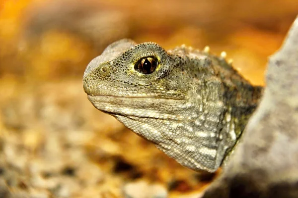 Hatterie Sphenodon Punctatus Rzadko Żywym Kopalnych Nowa Zelandia — Zdjęcie stockowe