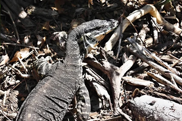 Monitor Cabeza Varanus Rosenberg Este Australia — Foto de Stock